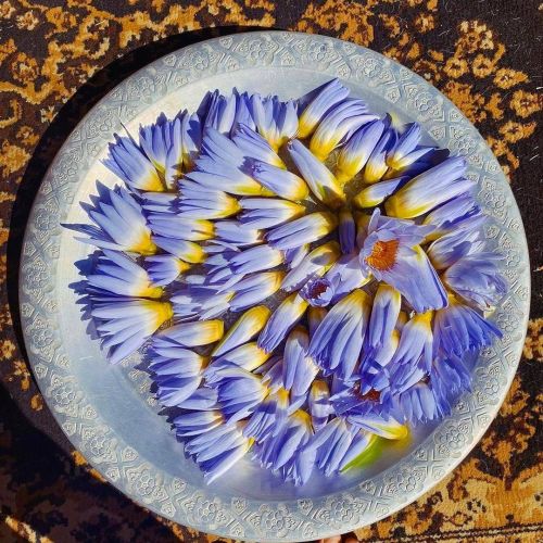 Blue Lotus (Nymphaea Caerulea)