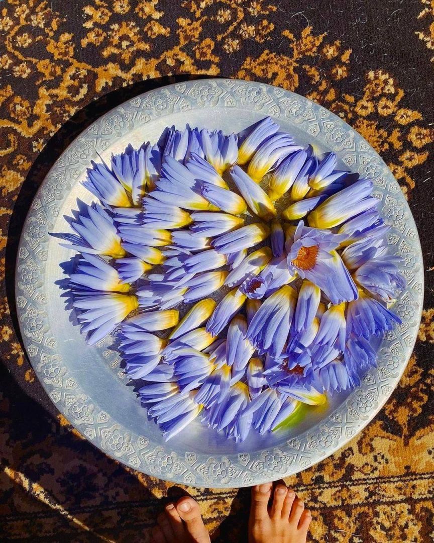 Blue Lotus (Nymphaea Caerulea)